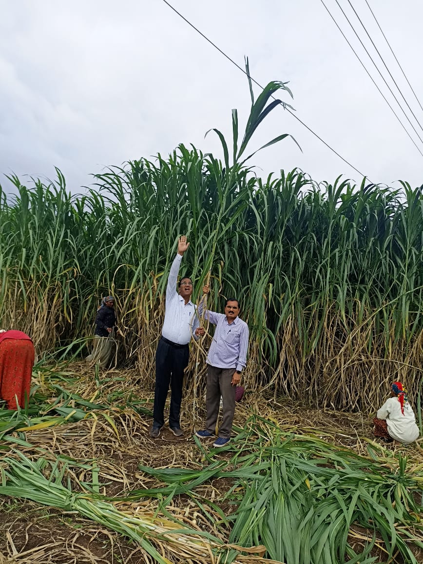 Fodder plot
